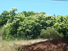 Castaños en flor