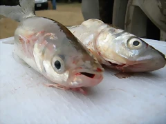 DSCN6514
