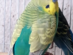 20180809_115440 20180809_115440