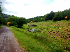 DSCN5225