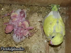 FB_IMG_1574040075815 FB_IMG_1574040075815