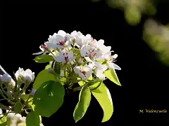 flores de peral, 2