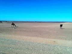 Camellos_en_el_desierto Camellos_en_el_desierto