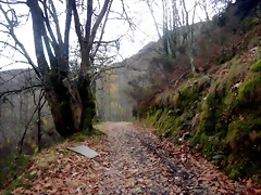 DSCN2081 DSCN2081
