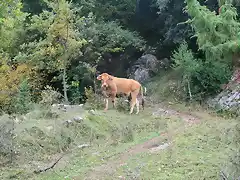 Beget- Rocabruna 4x4 061