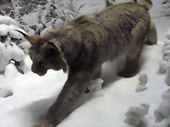 Lynx canadensis (1-8-19 AMNH Bernard, det yo) Lynx canadensis (1-8-19 AMNH Bernard, det yo)