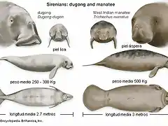 diferencia-entre-manaties-y-dugongos