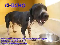 CHICHO perro de aguas mayorcito y tranquilo