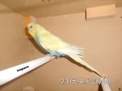 CIMG0932 CIMG0932
