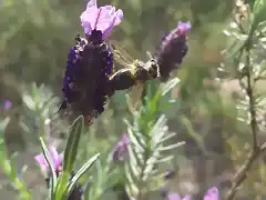 abeja arana3