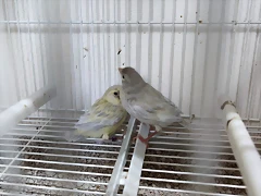 Lumii_20210425_195554471