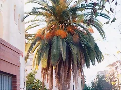 Cartagena