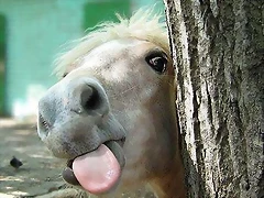 caballo sacando la lengua