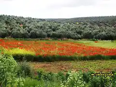 02, amapolas, marca