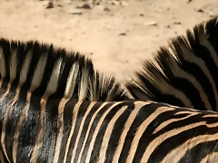 Zoo de Barcelona 18-04-11 657