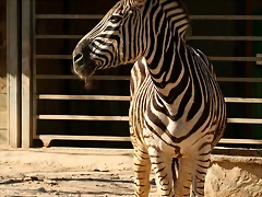 Zoo de Barcelona 18-04-11 798