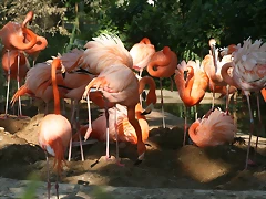 Zoo de Barcelona 18-04-11 1130