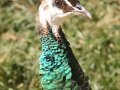 Zoo de Barcelona 18-04-11 645
