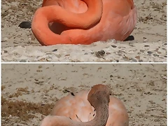 flamencos_cubanos