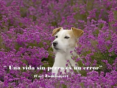 Diapositiva2