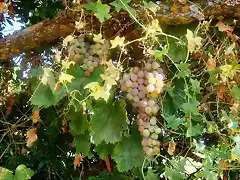 maana de higos uvas2