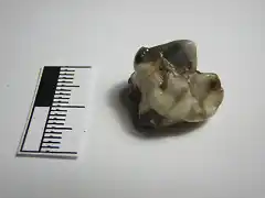 Ursus spelaeus, premolar superior,  pleistoceno Novara, Italia