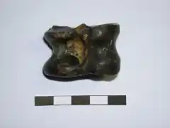 Rangifer tarandus,  astragalo, pleistoceno, Mar del Norte