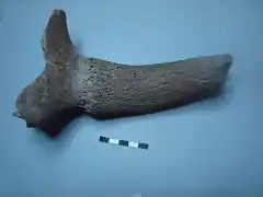 Bison priscus, defensa, Pleistoceno, Mar del Norte