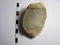 Ursus spelaeus, rotula, pleistoceno, Novara, Italia