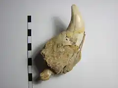 Ursus spelaeus, canino superior izquierdo, pleistoceno,Francia