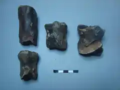 Bison priscus, falanges, pleistoceno, Mar del Norte