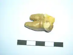 Ursus spelaeus, premolar superior, pleistoceno, Novara, Italia