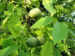 nueces en junio