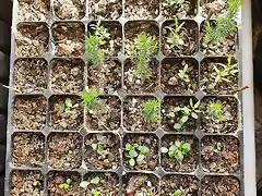 Caja sabinas