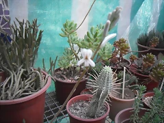SAM_1384 SAM_1384