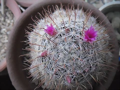 SAM_1386 SAM_1386