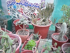 SAM_1385 SAM_1385