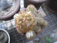 SAM_1387 SAM_1387