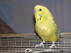 HIJITO HIJITO