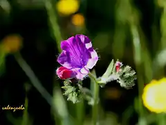 14, detalle en morado, marca