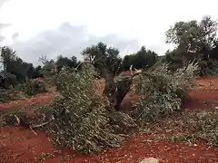 olivas desmochadas por el tornado