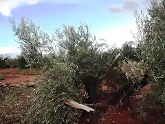 olivas machacadas por el tornado