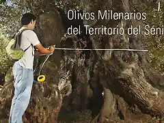 olivos milenarios  s?nia