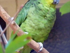 Amazona autumnalis lilacina Amazona autumnalis lilacina