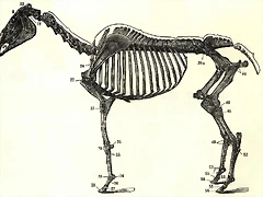 Horse_bones_ugglan