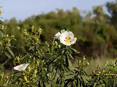 16, jaras blancas, marca