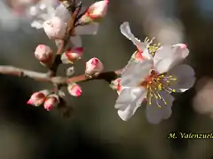 23, flor del almendro, marca 2