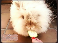 conejos teddy bear