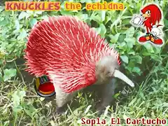 Real_Knuckles_