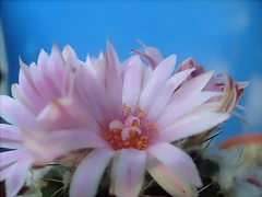 S7300541 S7300541